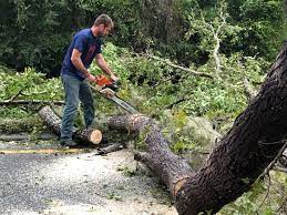 Trusted Lakewood Ranch, FL Tree Services Experts