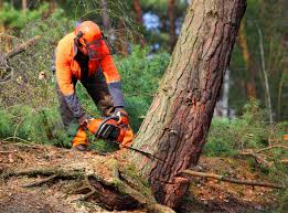 Best Tree Preservation Services  in Lakewood Ranch, FL