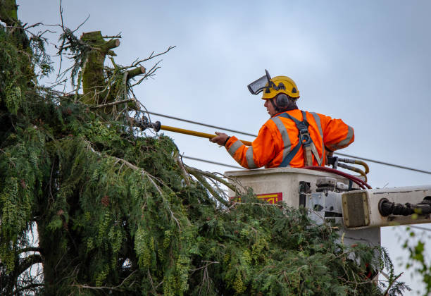 Best Tree Disease Treatment  in Lakewood Ranch, FL