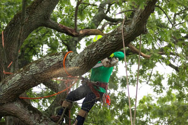 Best Tree Mulching  in Lakewood Ranch, FL