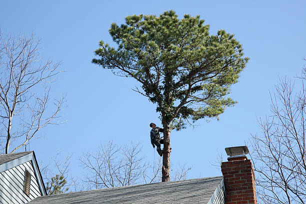 How Our Tree Care Process Works  in  Lakewood Ranch, FL