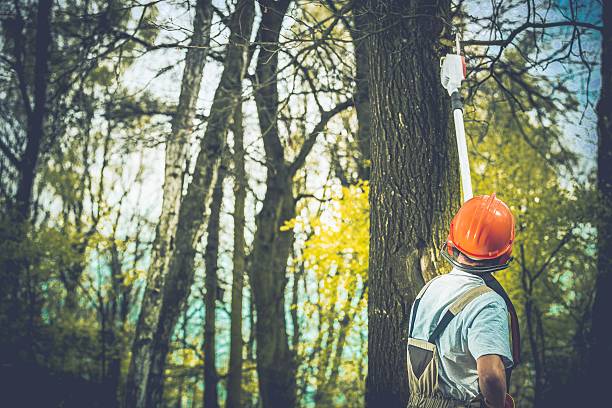 Best Tree Trimming and Pruning  in Lakewood Ranch, FL